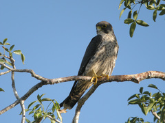 Sooty Falcon photo 4