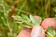 Atriplex pentandra