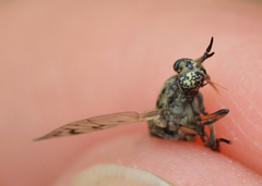 Silvius quadrivittatus