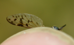 Silvius quadrivittatus