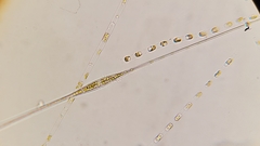 Cylindrotheca closterium