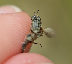 Silvius quadrivittatus