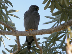 Sooty Falcon photo 5