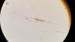 Cylindrotheca closterium