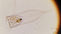 Favella