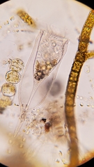 Favella