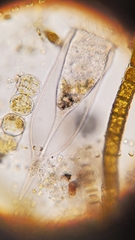 Favella