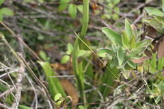 Gomphichis
