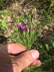 Vernonia lettermannii