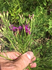 Vernonia lettermannii