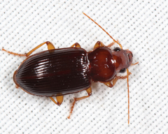 Trichotichnus vulpeculus