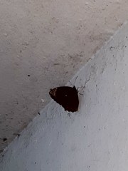 Elymnias hypermnestra beatrice