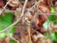 Macrothemis inacuta