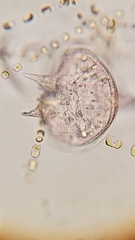 Protoperidinium