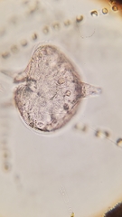 Protoperidinium