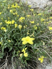 Haplophyton crooksii