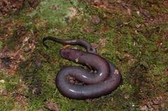 Amphiuma means