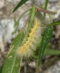 Pygarctia