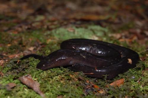 Two-toed Amphiuma