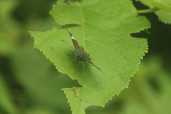 Telegonus