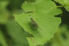 Telegonus
