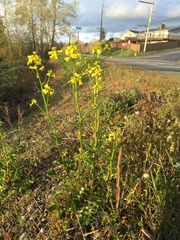 Barbarea verna