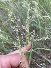 Calamagrostis breweri