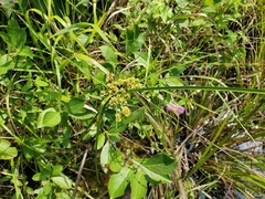 Cyperus pseudovegetus