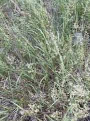 Calamagrostis breweri