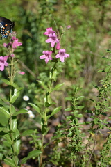 Penstemon triflorus
