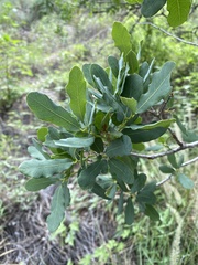 Quercus oblongifolia