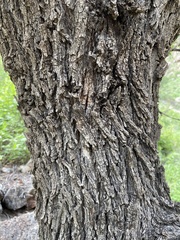 Quercus oblongifolia