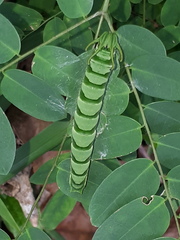 Polyura hebe plautus