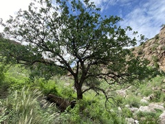 Quercus oblongifolia