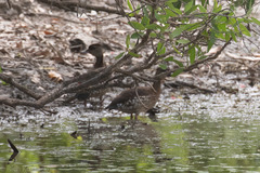 Dendrocygna guttata