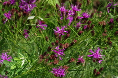 Vernonia lettermannii