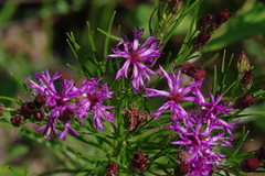 Vernonia lettermannii