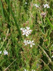 Lythrum lineare