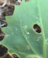 Pegomya hyoscyami group