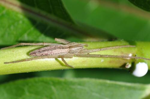 Slender Crab Spiders