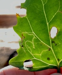 Pegomya hyoscyami group