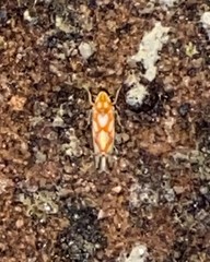 Erythroneura acuticephala