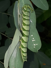 Polyura hebe plautus