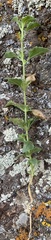 Brickellia microphylla microphylla