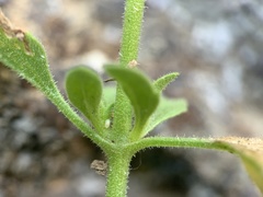 Brickellia microphylla microphylla