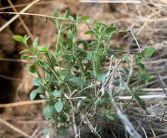 Brickellia microphylla microphylla