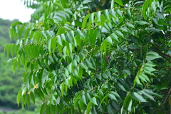 Glochidion lanceolatum