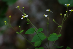 Polymnia cossatotensis