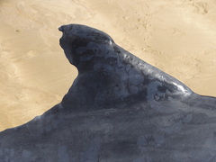 Peponocephala electra
