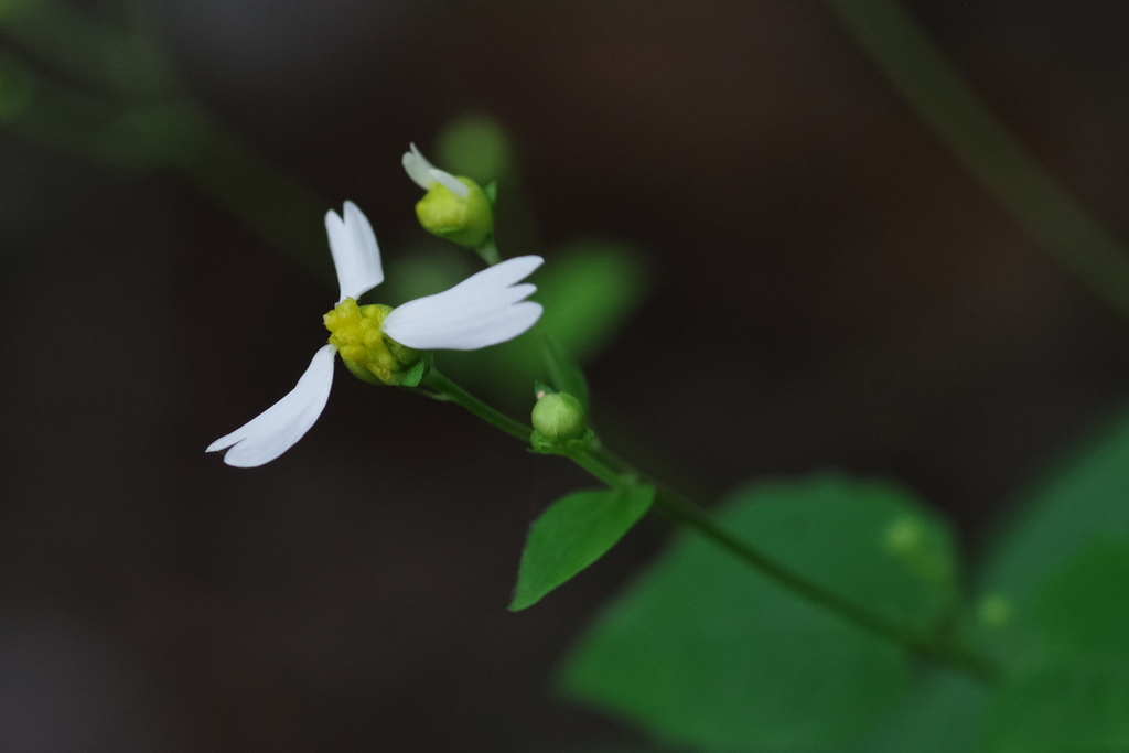 Cossatot Mountains leafcup